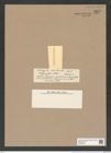 Melosira glomus Cstr. (de-Toni-Nr.: Genus 213, Species 5315) Zeichnungen Sammlung Grunow Nr. 9217 (NHMW-BOT-W0379002)